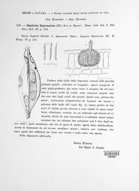 Septoria saponariae image